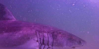 Cabeça e fendas branquiais do tubarão-branco AAron nas águas de Cape Cod