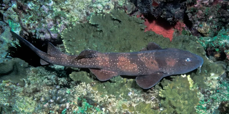Tubarão-cego Brachaelurus waddi visto obliquamente de cima sobre um recife de coral rochoso