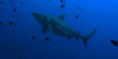Tubarão-cabeça-chata Carcharhinus leucas em águas azuis