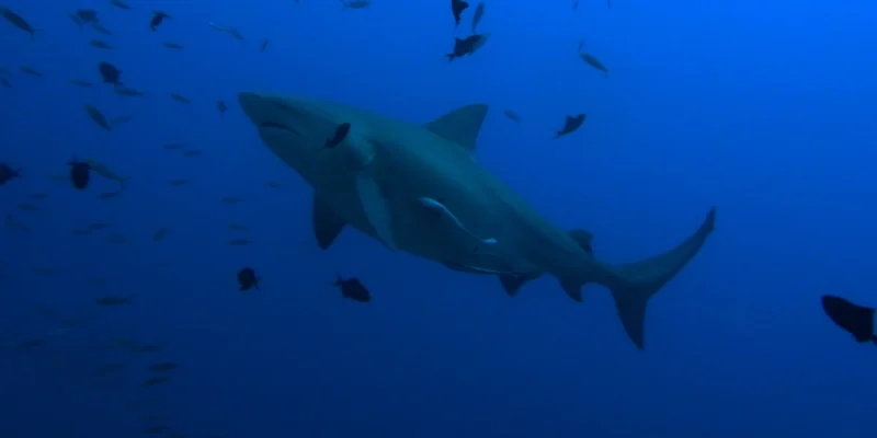 Tubarão-cabeça-chata Carcharhinus leucas em águas azuis