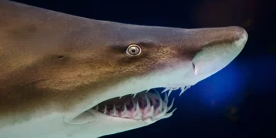 Cabeça de Carcharias taurus em close-up