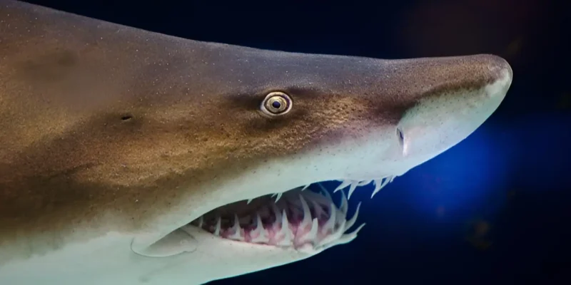Cabeça de Carcharias taurus em close-up