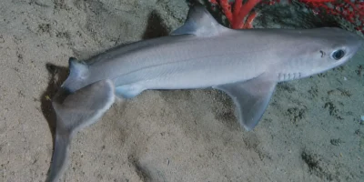 Cação-espinhoso-cubano Squalus cubensis sobre fundo arenoso com coral vermelho