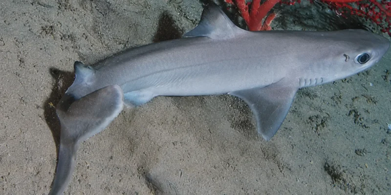 Cação-espinhoso-cubano Squalus cubensis sobre fundo arenoso com coral vermelho