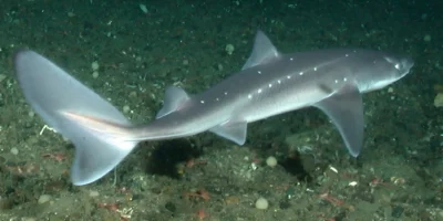 Cação-espinhoso-do-Pacífico Squalus suckleyi