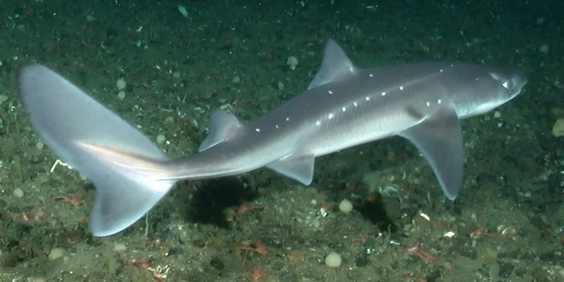 Cação-espinhoso-do-Pacífico Squalus suckleyi