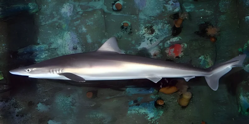 Cação Galeorhinus galeus
