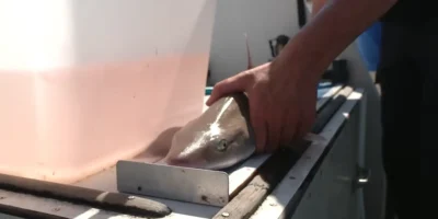 Cação-pintado examinado e marcado a bordo