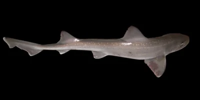 Cação-pintado Mustelus asterias no sul do mar do Norte