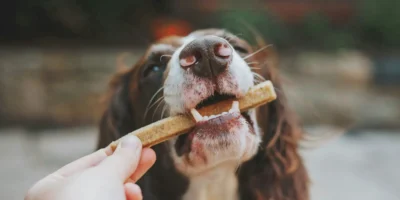 Cão recebendo um palito mastigável