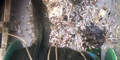 Captura com uma raia como captura acessória em um barco de pesca