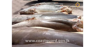 Carne apreendida de tubarão-raposa-comum morto sobre um veículo em Negombo