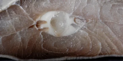 Corte transversal de carne de tubarão com cartilagem branca visível
