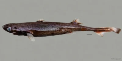 Fêmea fresca de Etmopterus bulbosus com focinho arredondado, duas nadadeiras dorsais e barra de escala; fundo ampliado com IA