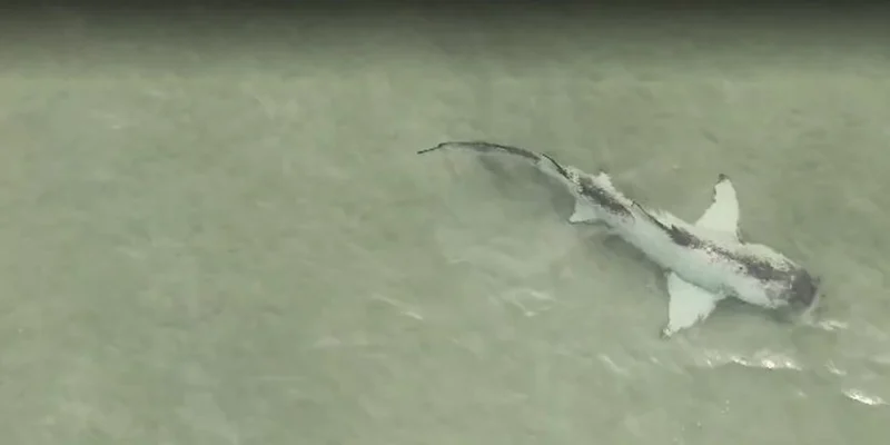 Tubarão-limão malhado a nadar em águas pouco profundas ao largo de Anna Maria Island