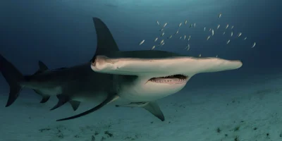 Grande tubarão-martelo Sphyrna mokarran em grande plano frontal oblíquo