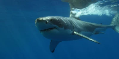 Tubarão-branco a nadar logo abaixo da superfície do mar