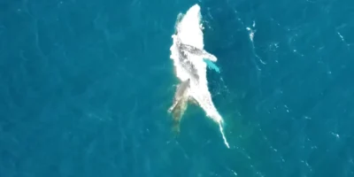 Tubarão alimentando-se de uma baleia-jubarte morta à deriva ao largo de Bawley Point