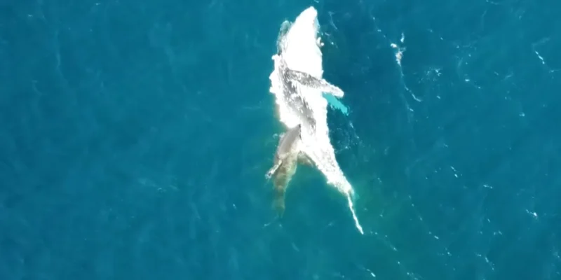Tubarão alimentando-se de uma baleia-jubarte morta à deriva ao largo de Bawley Point