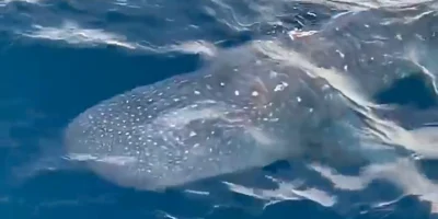 Tubarão-baleia sob a superfície junto ao barco de pesca Jamaica no desfiladeiro de Hudson