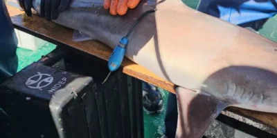 Marcação de um tubarão pelo INIDEP