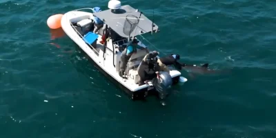 Investigador a marcar um tubarão-branco à distância a partir de um barco