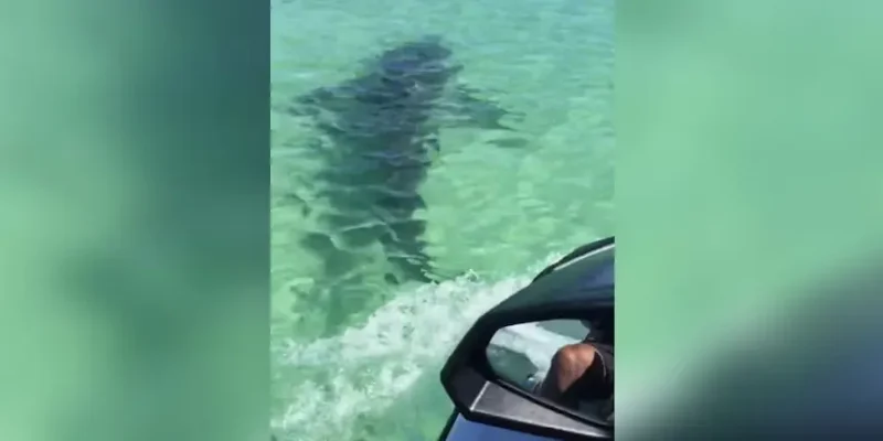 Jet ski persegue tubarão