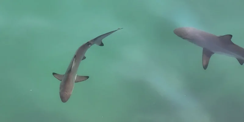Jovem tubarão-galha-preta Carcharhinus limbatus na superfície da água