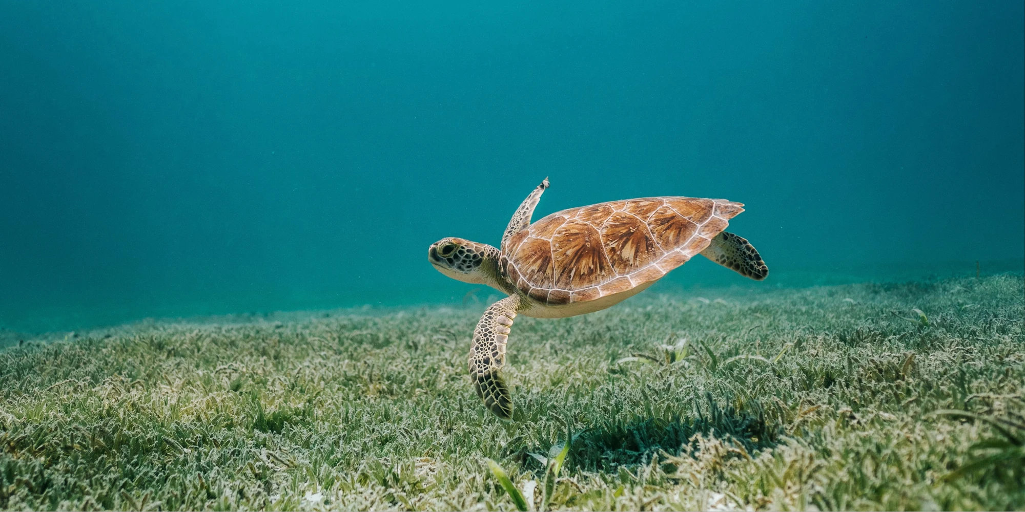 Tartaruga-marinha nadando no mar de Aruba