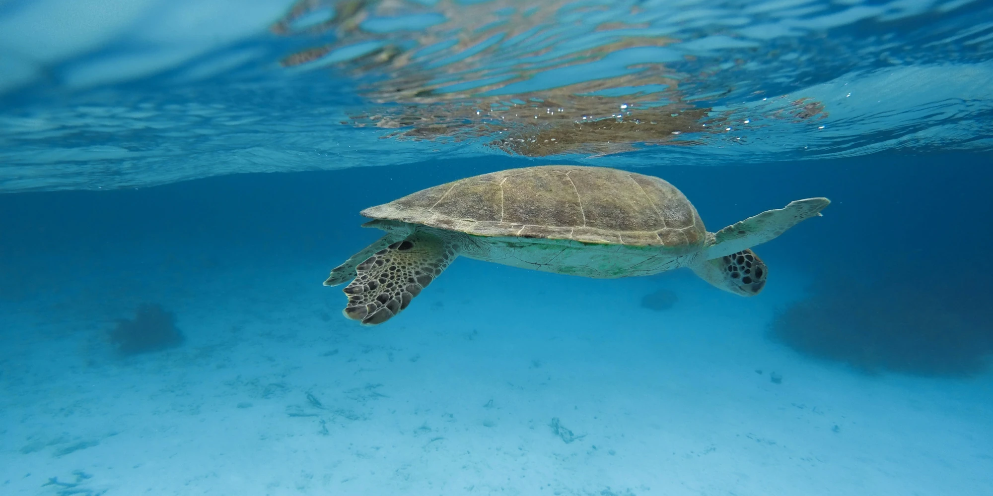Tartaruga-marinha nadando sob a superfície ao largo de Bonaire
