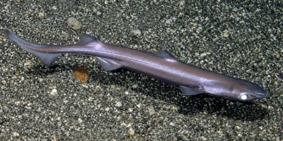 Lixinha-da-fundura-de-veludo Etmopterus spinax