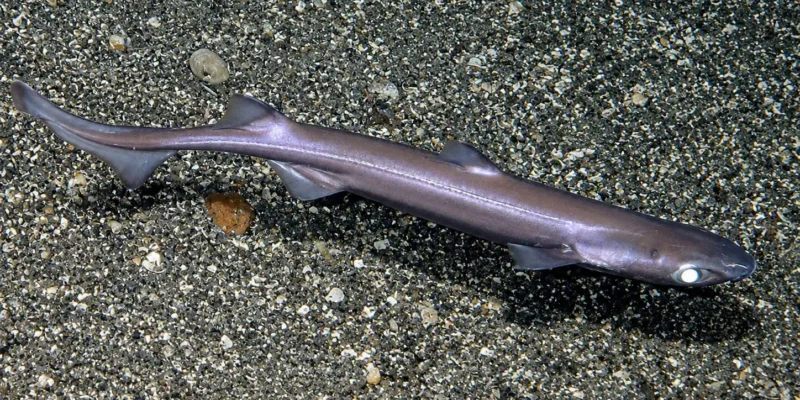 Lixinha-da-fundura-de-veludo Etmopterus spinax