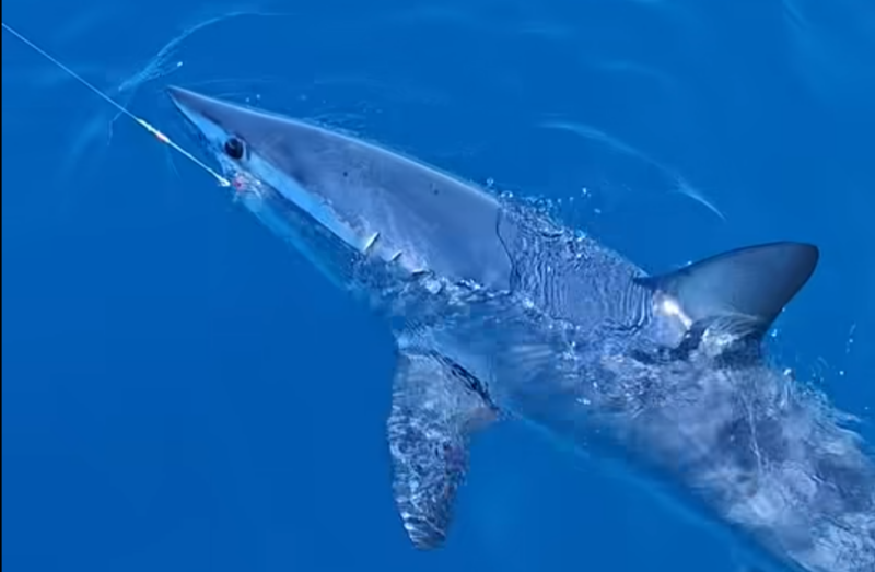 Tubarão-mako-de-barbatana-curta preso a uma linha junto a um barco ao largo de Livorno