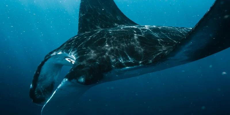 Manta em águas azuis