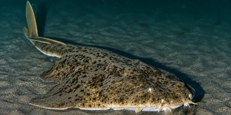 Peixe-anjo Squatina squatina deitado na areia