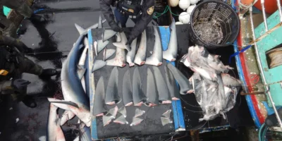 Agente de fiscalização da NOAA inventaria barbatanas de tubarão em um barco de pesca