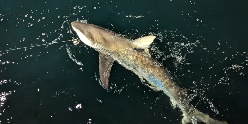Tubarão-escuro juvenil à superfície com transmissor por satélite na barbatana dorsal