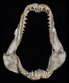 Mandíbulas do tubarão-tigre-de-dentes-pequenos Odontaspis ferox