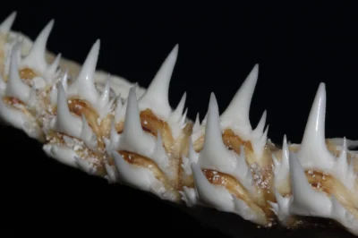 Dentes laterais do tubarão-tigre-de-dentes-pequenos Odontaspis ferox