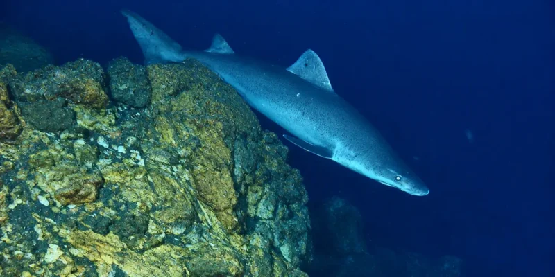 Odontaspis ferox a nadar sobre um recife rochoso profundo