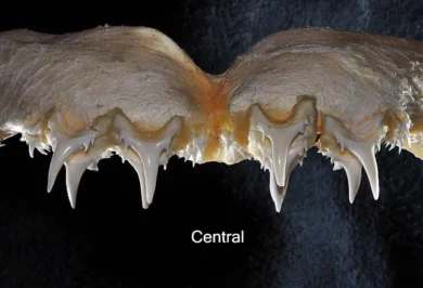 Dentes centrais superiores do tubarão-tigre-de-dentes-pequenos Odontaspis ferox