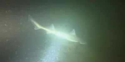 Tubarão iluminado por uma lanterna de mergulho em Plompe Toren, fotograma do vídeo de Bram Lamens