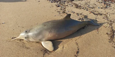 Toninha (Pontoporia blainvillei) encalhada em uma praia