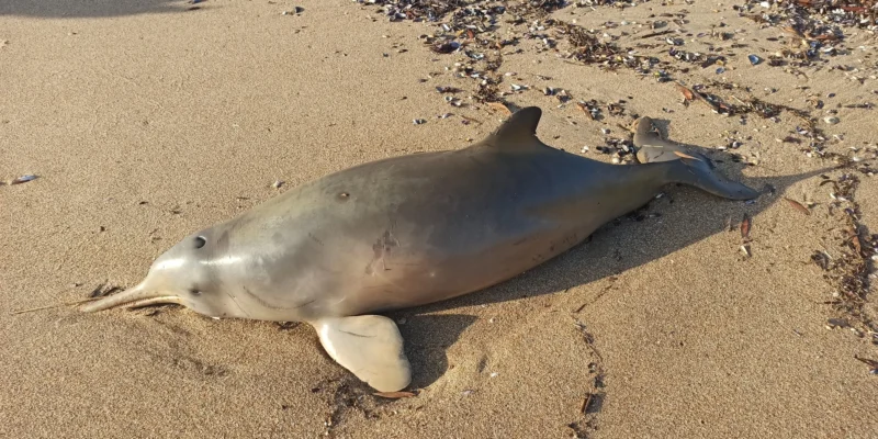 Toninha (Pontoporia blainvillei) encalhada em uma praia