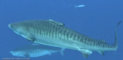 Fin, uma fêmea de tubarão-tigre com barbatanas em falta, ao largo de Fuvahmulah, nas Maldivas