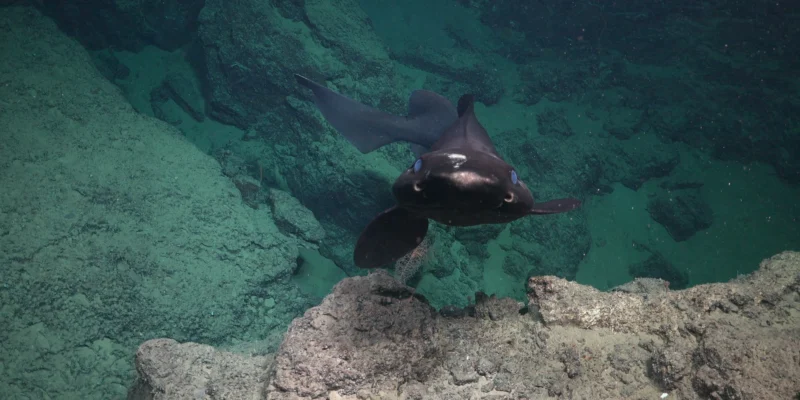 Tubarão-mona nadando sobre o fundo rochoso de águas profundas ao largo de Trinidad e Tobago