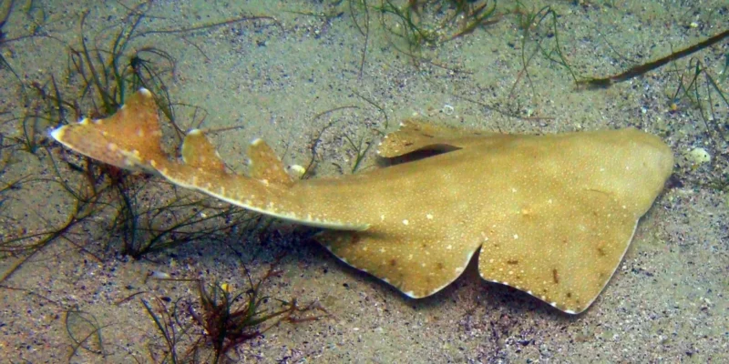 Tubarão-anjo-australiano Squatina australis nadando no fundo do mar