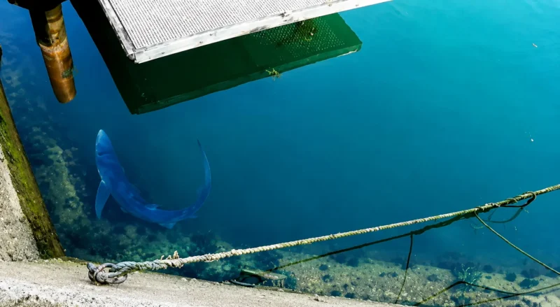 Tubarão-azul a nadar no porto de Weymouth, em Dorset