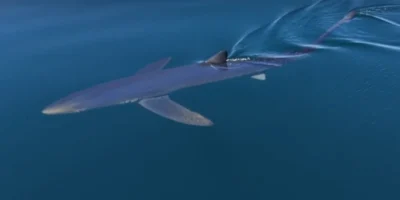 Tubarão-azul a nadar perto da superfície do mar ao largo de Almuñécar