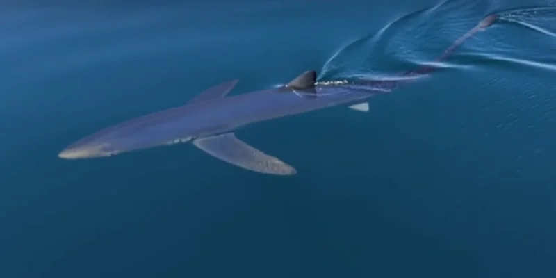 Tubarão-azul a nadar perto da superfície do mar ao largo de Almuñécar